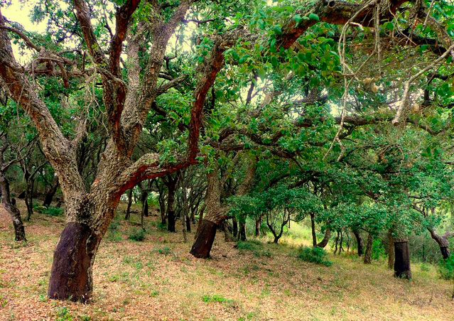 Sierra de Los Alcornocales